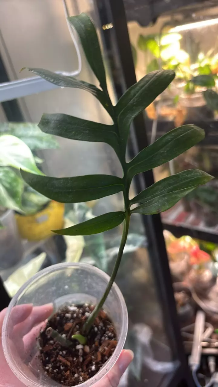 Monstera Subpinnata thumbnail