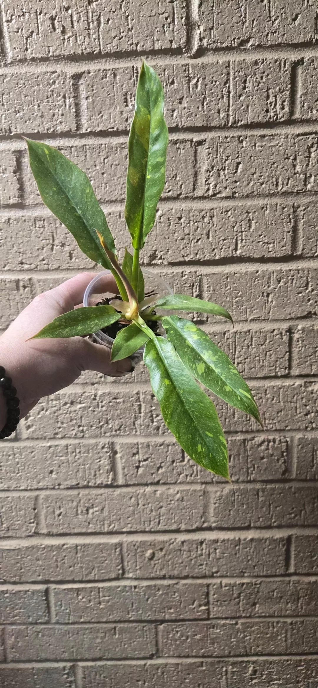 Ring of fire philodendron gc thumbnail
