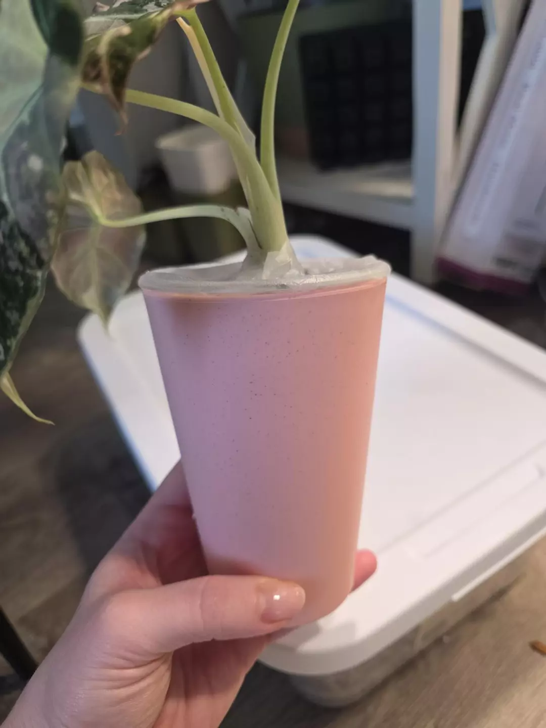 3.5 IN Pink Self Watering Pot- SET OF 5 thumbnail