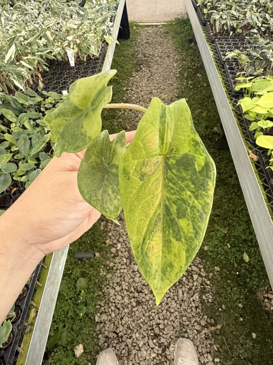 Alocasia Scalprum V Plug (Growers Choice) thumbnail