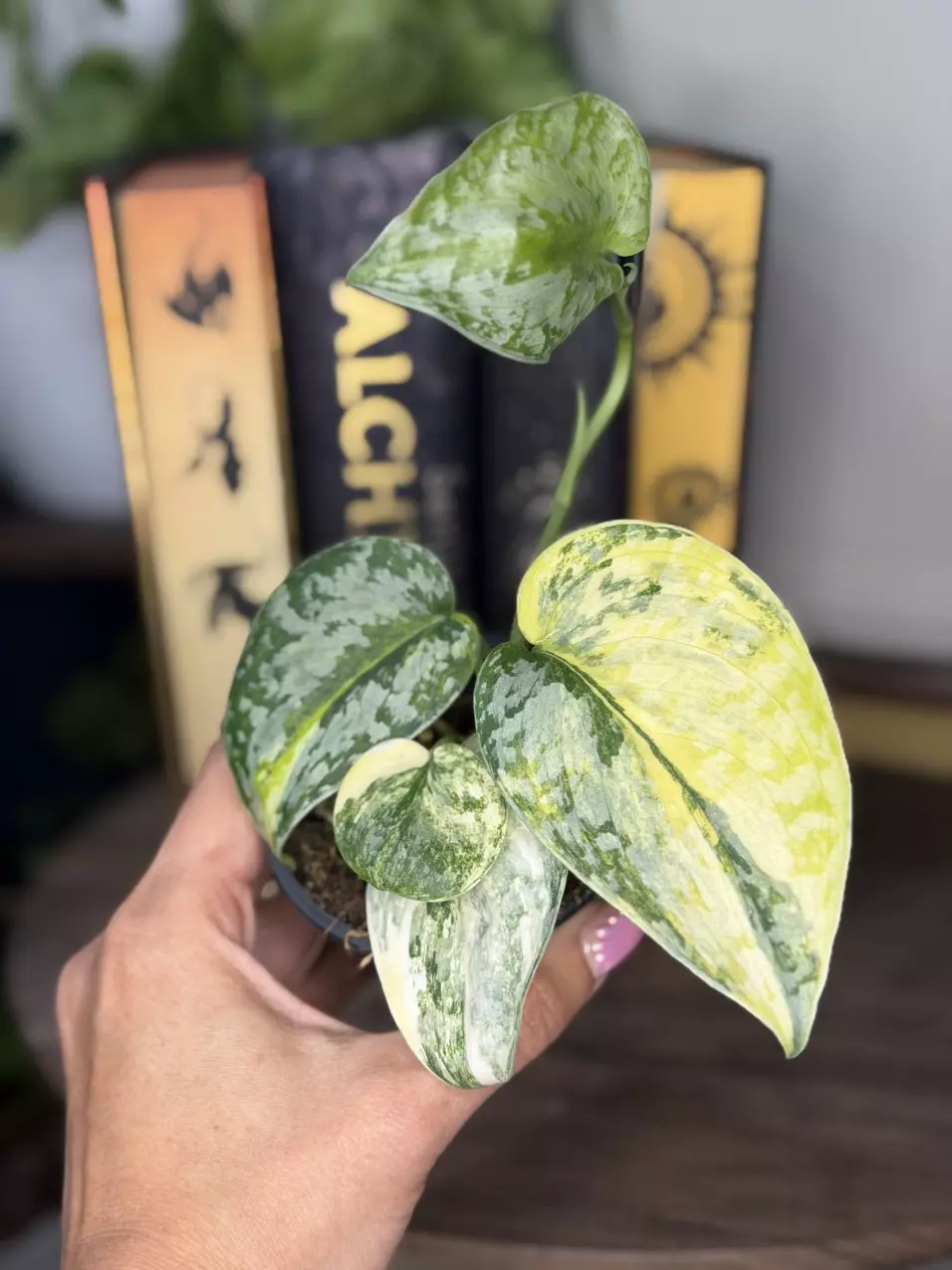 Scindapsus Geulis thumbnail