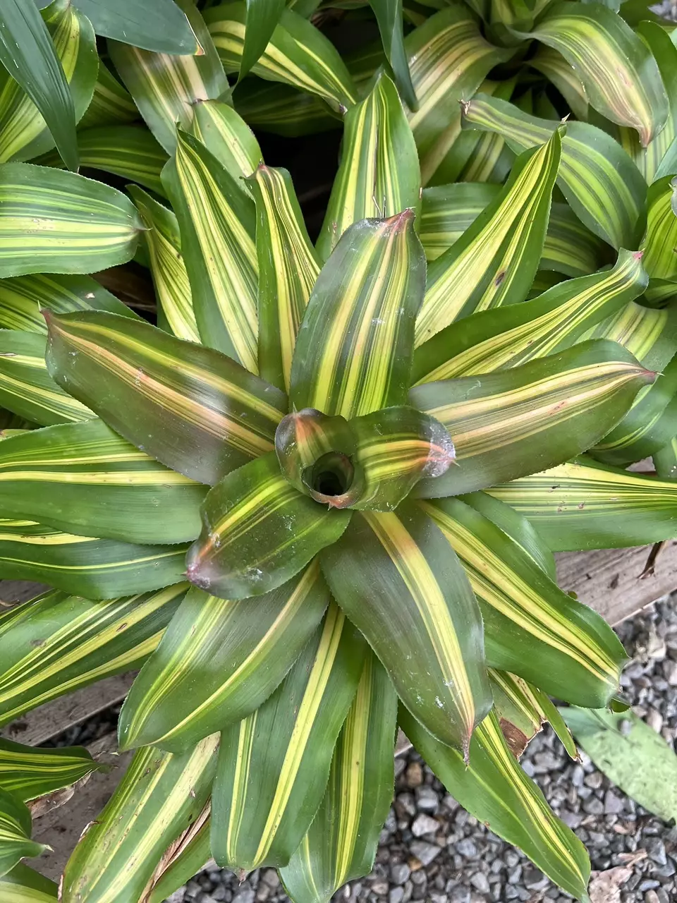 013
6" Neoregelia Freddie thumbnail