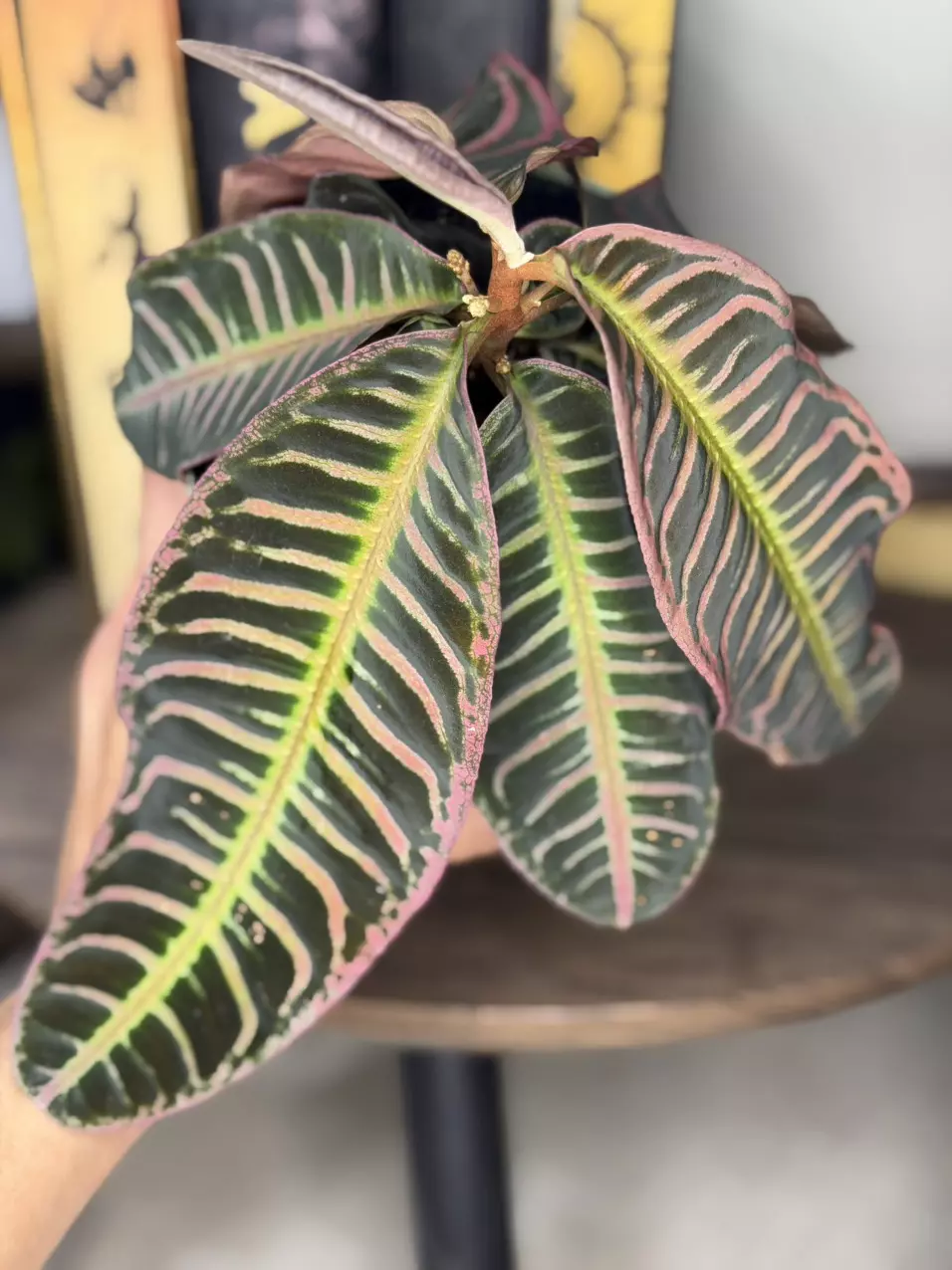 Labisia Sp. Pink thumbnail