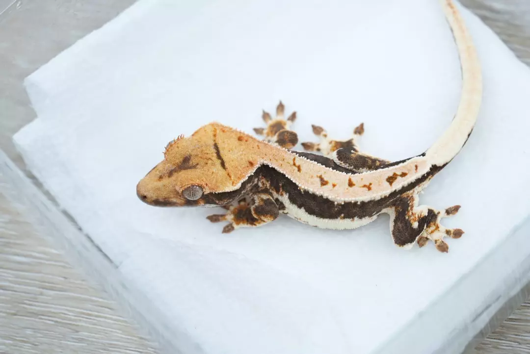 #126 5g Male 100% het axanthic Lilly thumbnail