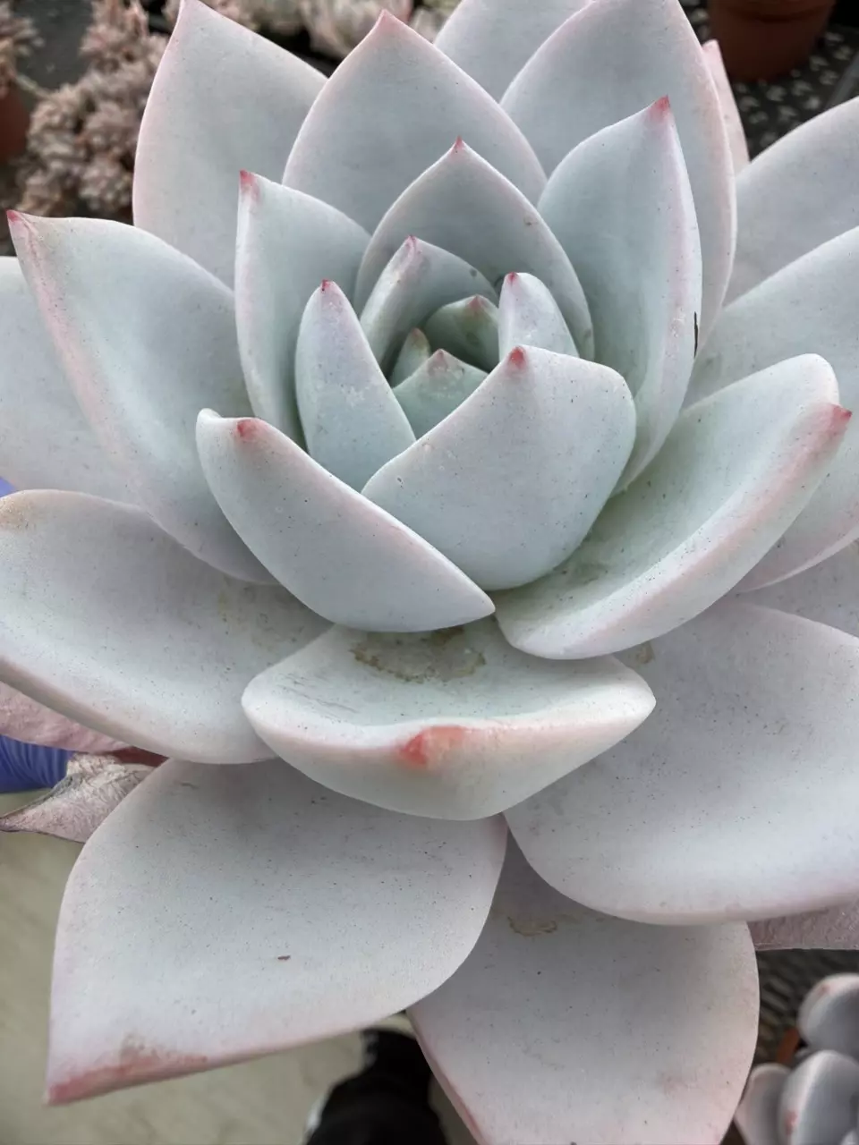 E. White Lotus 4" pot thumbnail