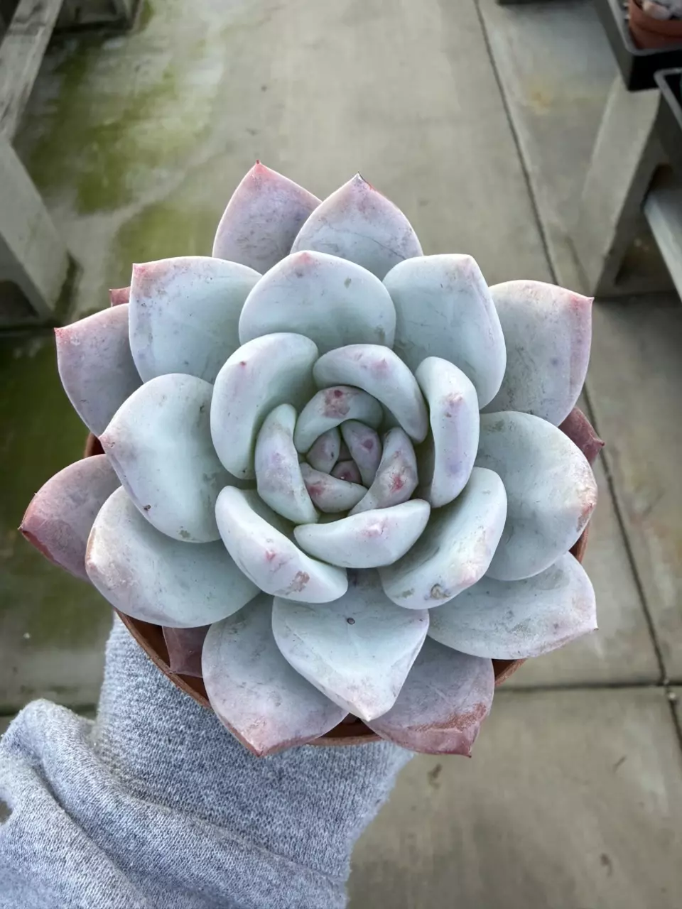 E. Trumso 4" pot thumbnail