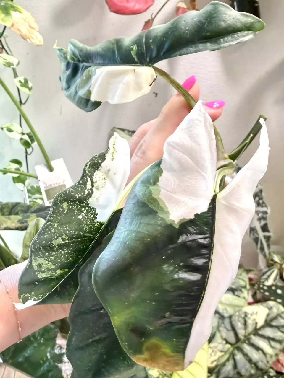 Reversa Albo ‘Shooting Star’ Alocasia CORM - Rare! thumbnail