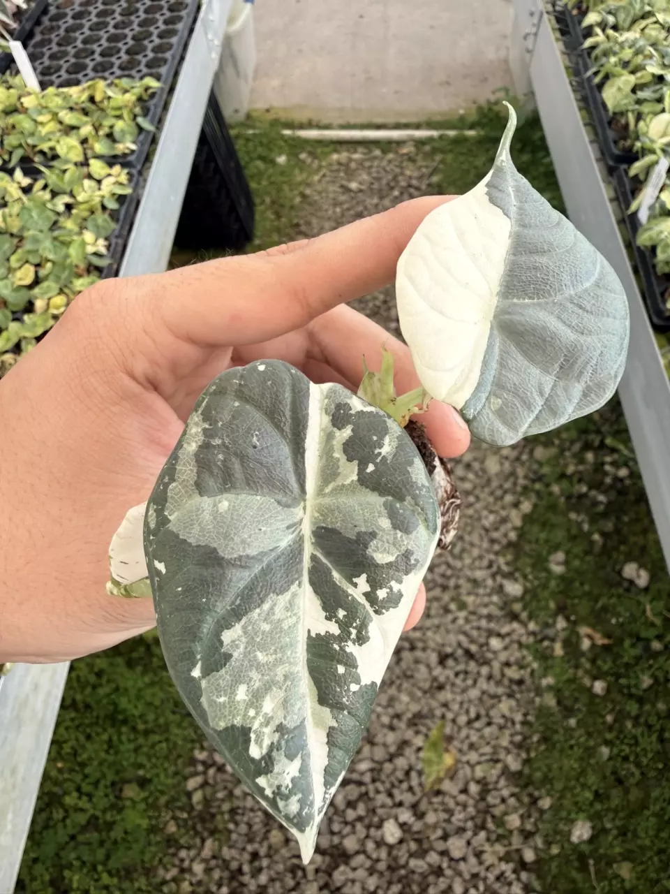 Alocasia Maharani Albo V Plug (Growers Choice) thumbnail