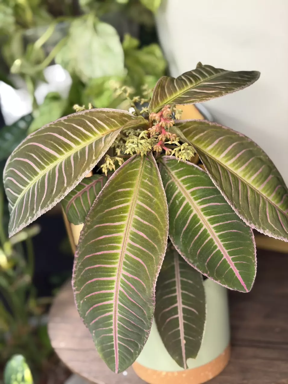 Labisia Sp. Purple thumbnail