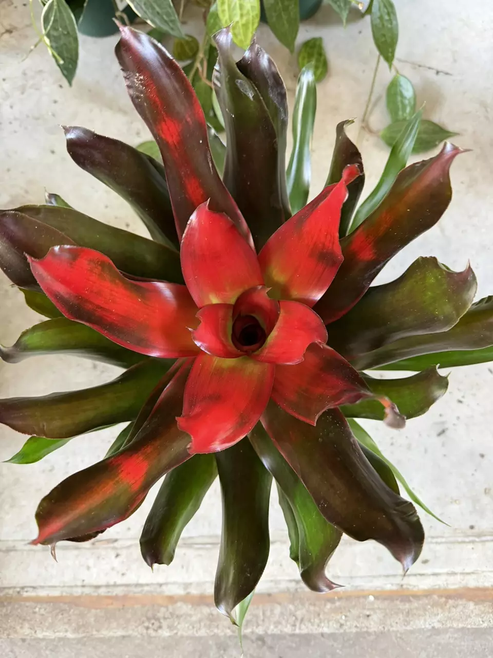 6" Neoregelia Medusa thumbnail