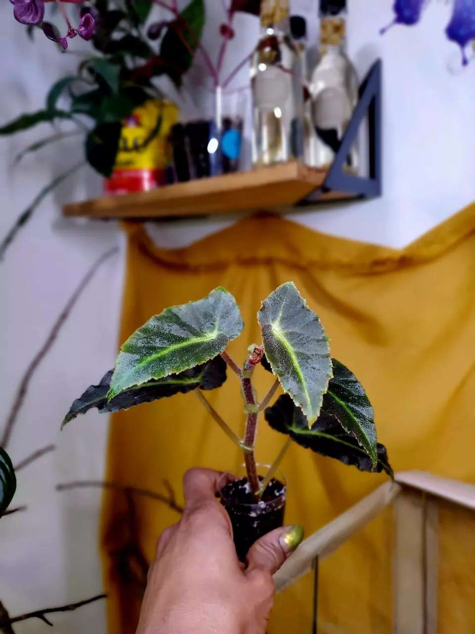 🪴❤️‍🔥 Smaller Begonia Listada ✨️ Rooted Cutting thumbnail