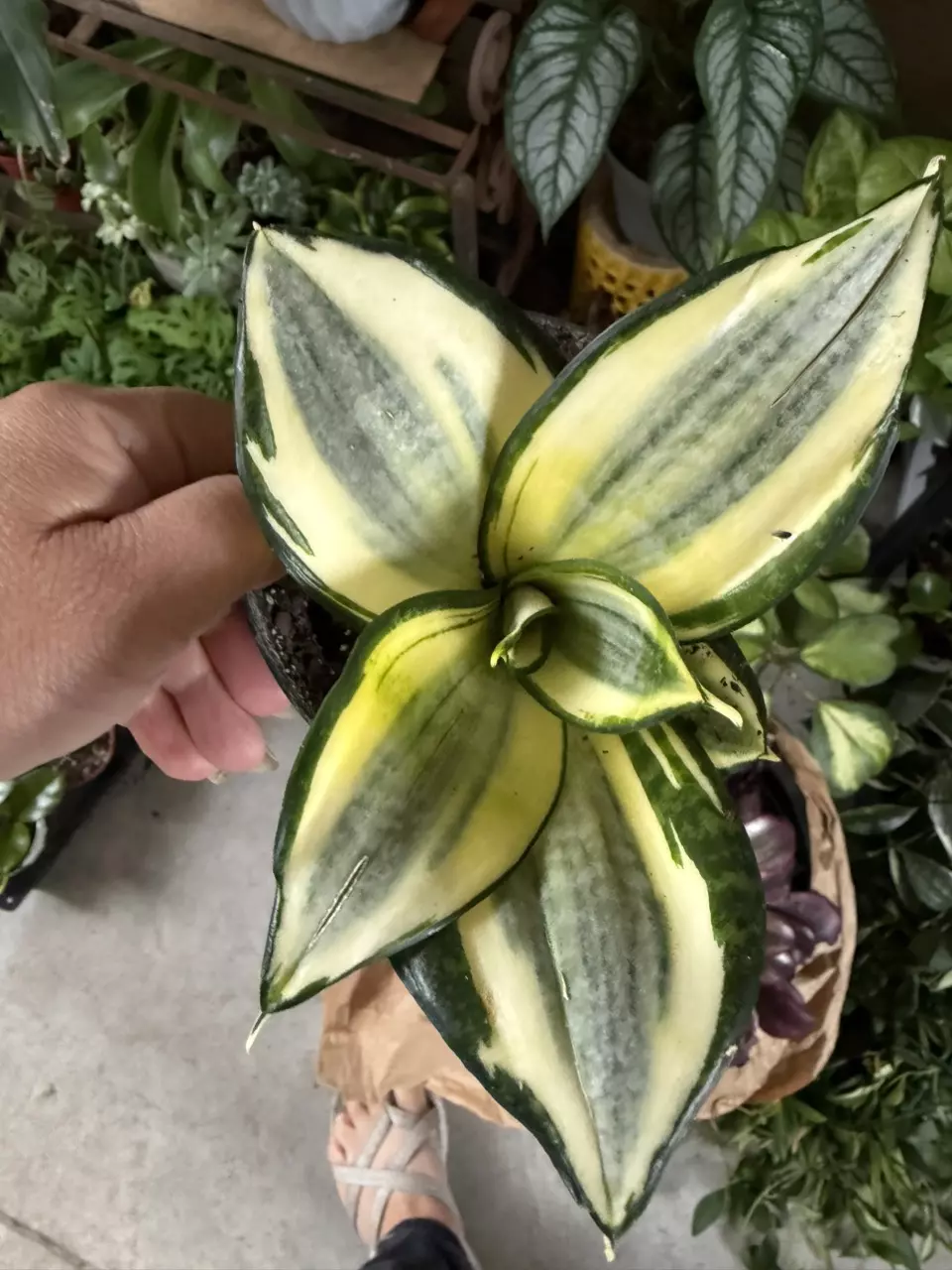 Sansevieria-  Hahnii Gold Star thumbnail