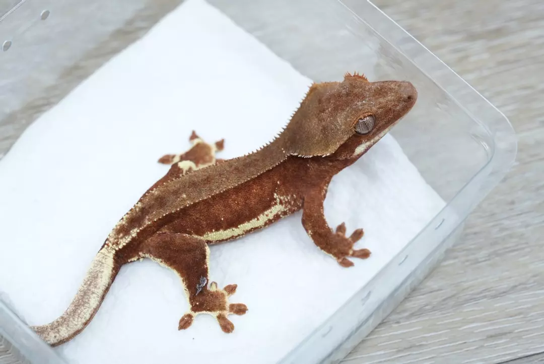 #114 12g npv red phantom Lilly white thumbnail