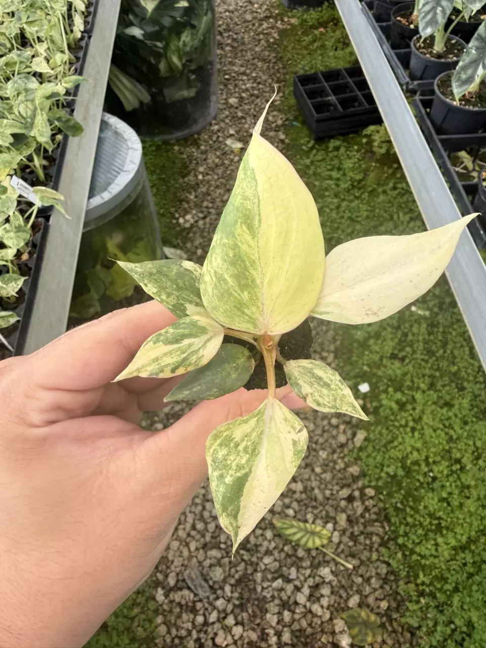 Philodendron Gloriosum V Plug (Growers Choice) thumbnail