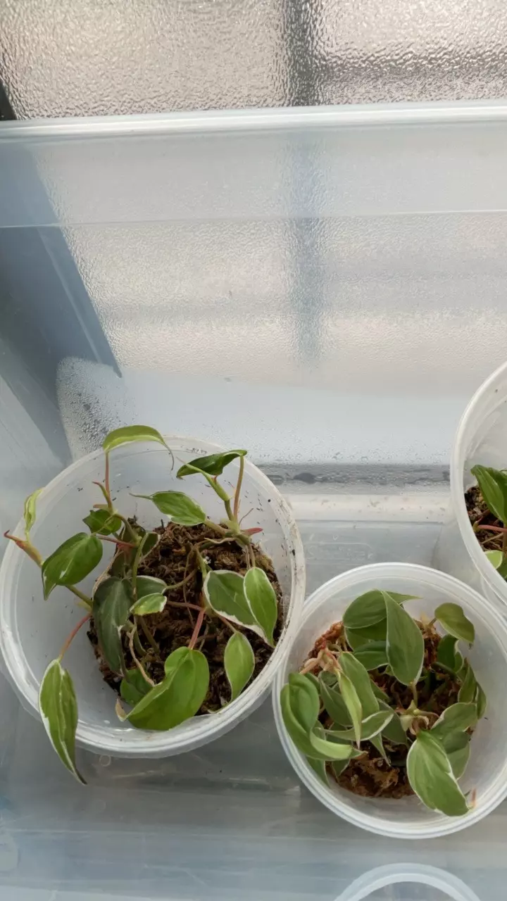 Philodendron halo Mican cutting only (add on only) thumbnail