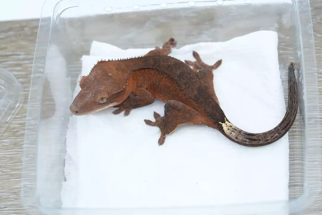 #121 12g npv phantom cappucino thumbnail