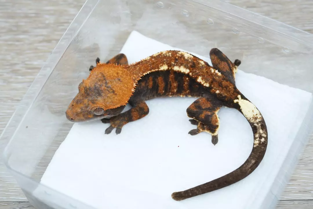 #122 50% het axanthic  cappuccino male 13g thumbnail