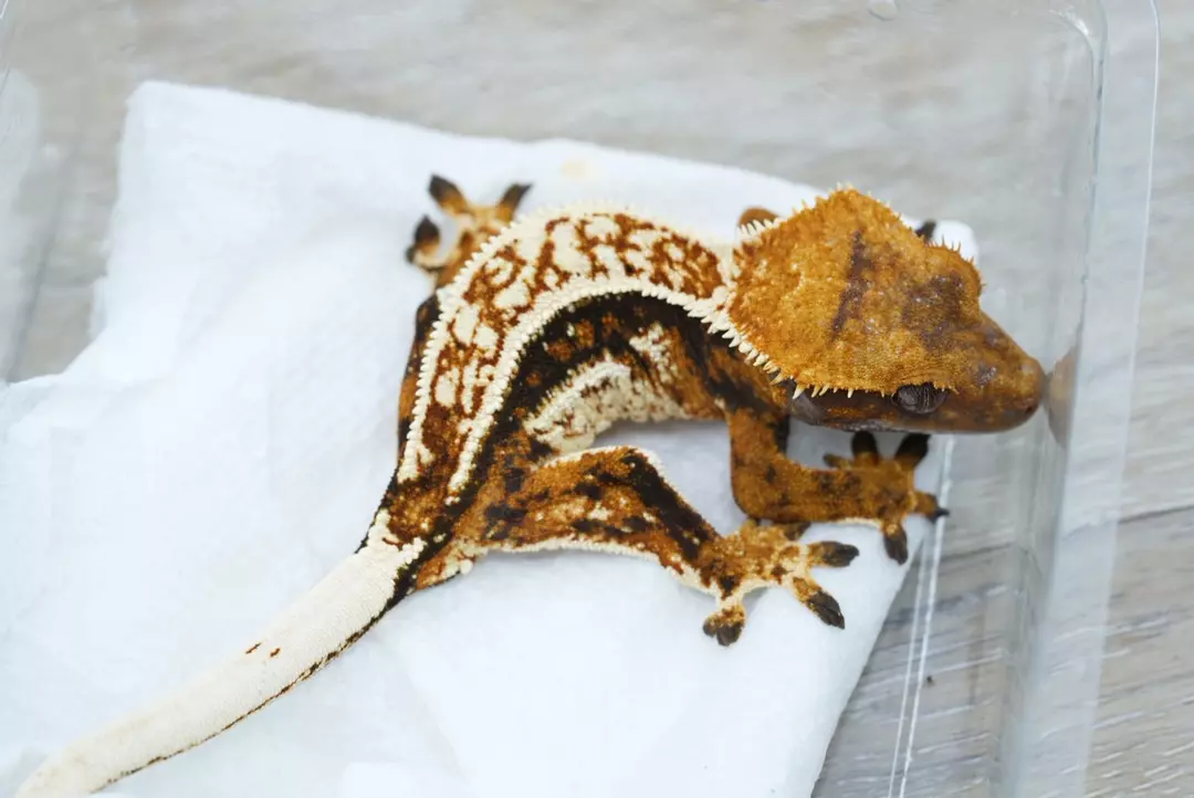 #111  13g male Emily line tri color (Midas/sweet tea) thumbnail