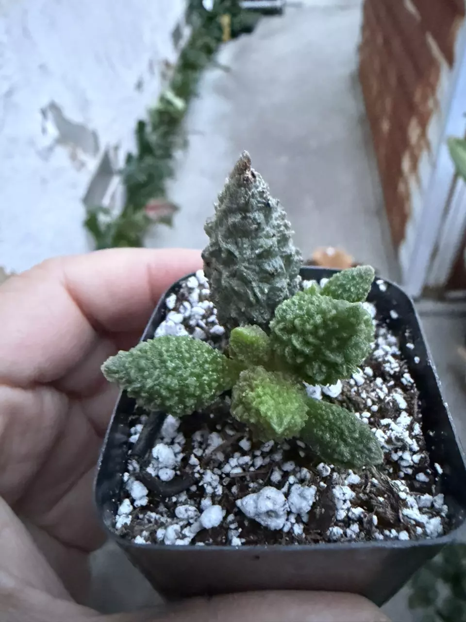 2" Adromischus Herrei thumbnail