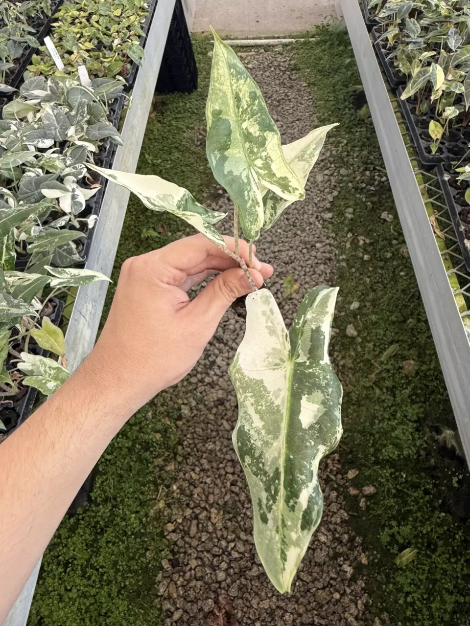 Alocasia Zebrina Sarian V Plug (Growers Choice) thumbnail