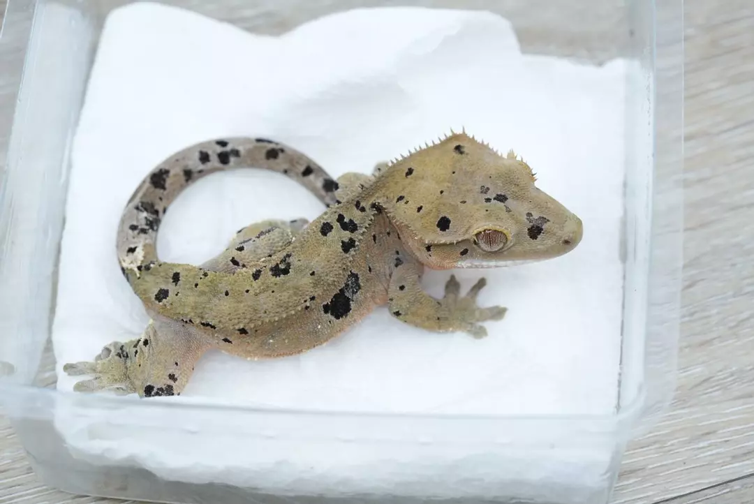 #118 16g Male yellow phantom cappuccino super dal thumbnail