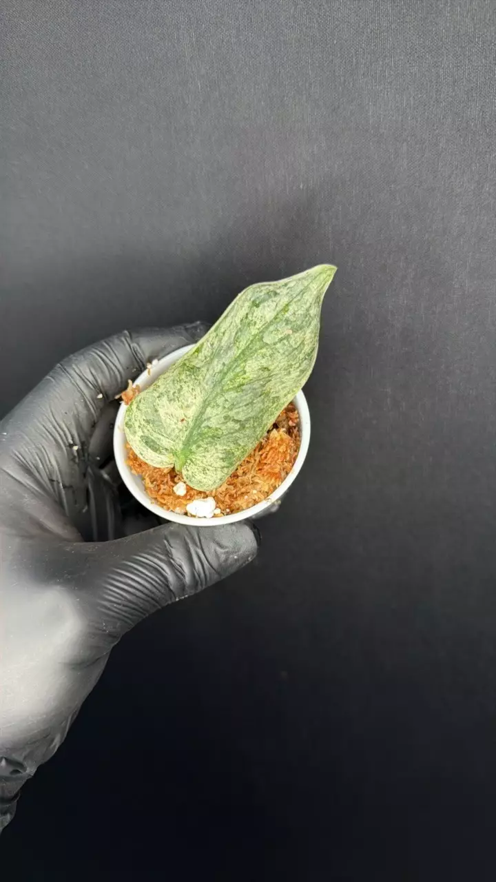 Scindapsus Peasun Rooted Cutting thumbnail