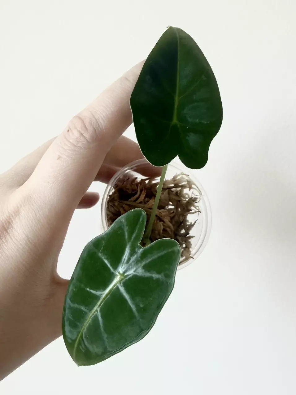 Alocasia Frydek thumbnail