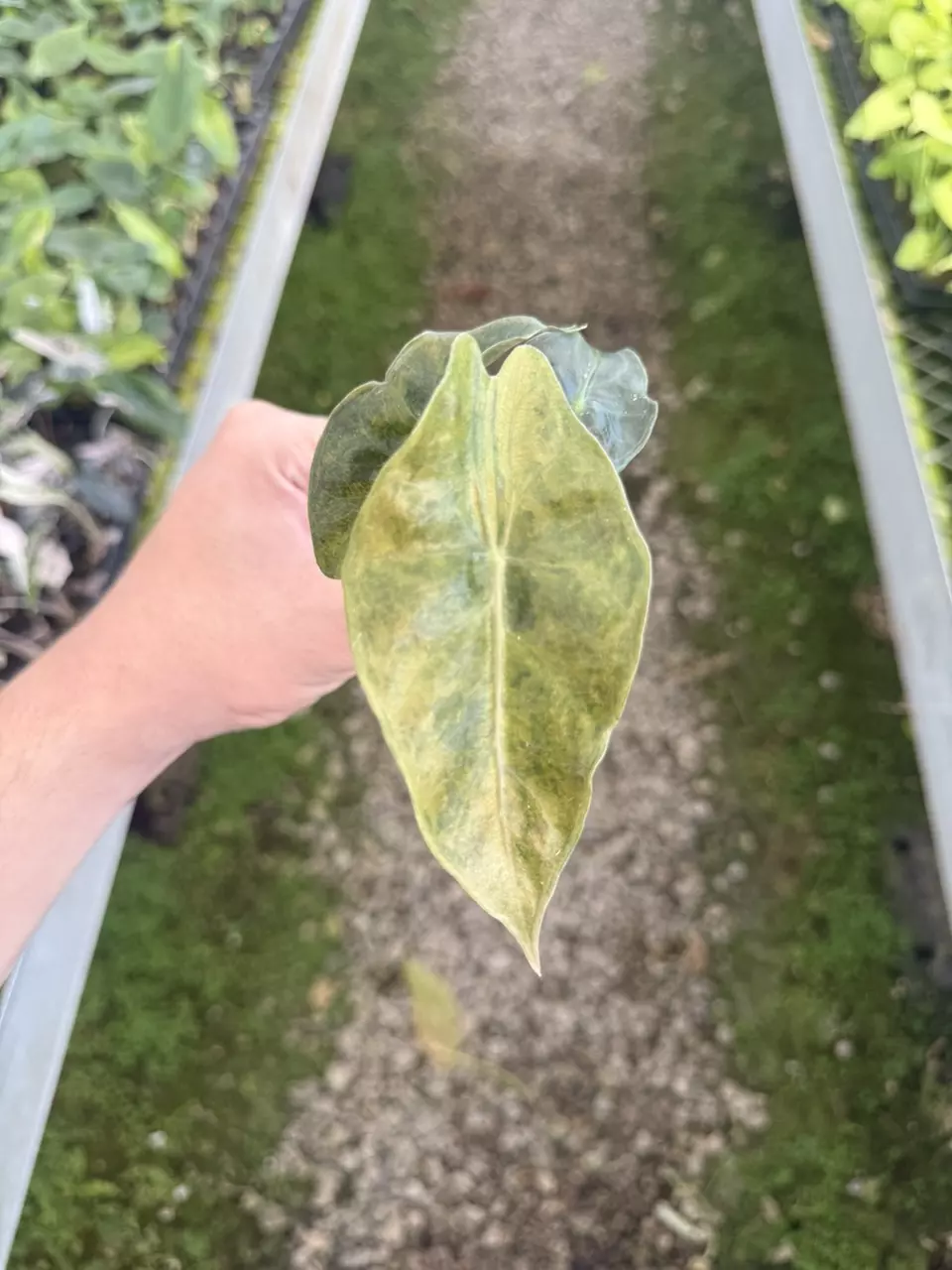 Alocasia Nairobi Nights Aurea V Plug (Growers Choice) thumbnail