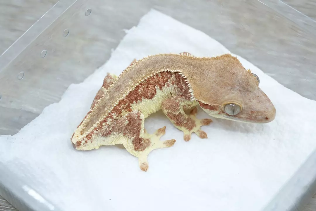 #120 12g male red phantom Lilly white (holdback) thumbnail