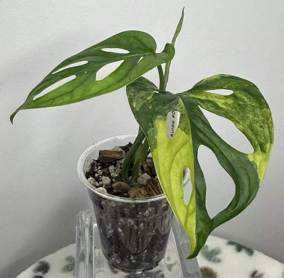 Monstera Adansonii Aurea thumbnail