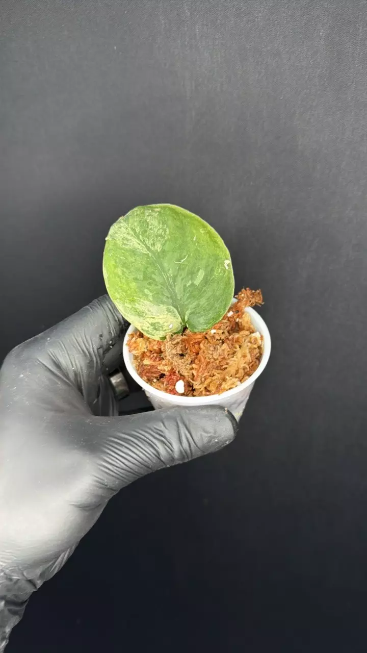 Scindapsus Satin Jade Albo Rooted Cutting thumbnail