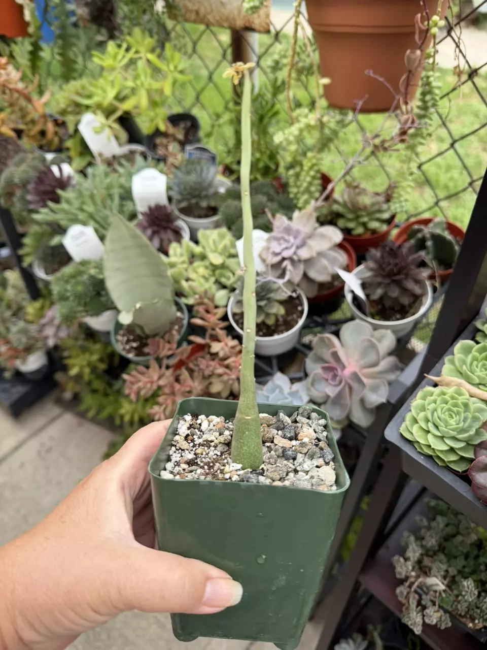 Adena Venata SQ thumbnail