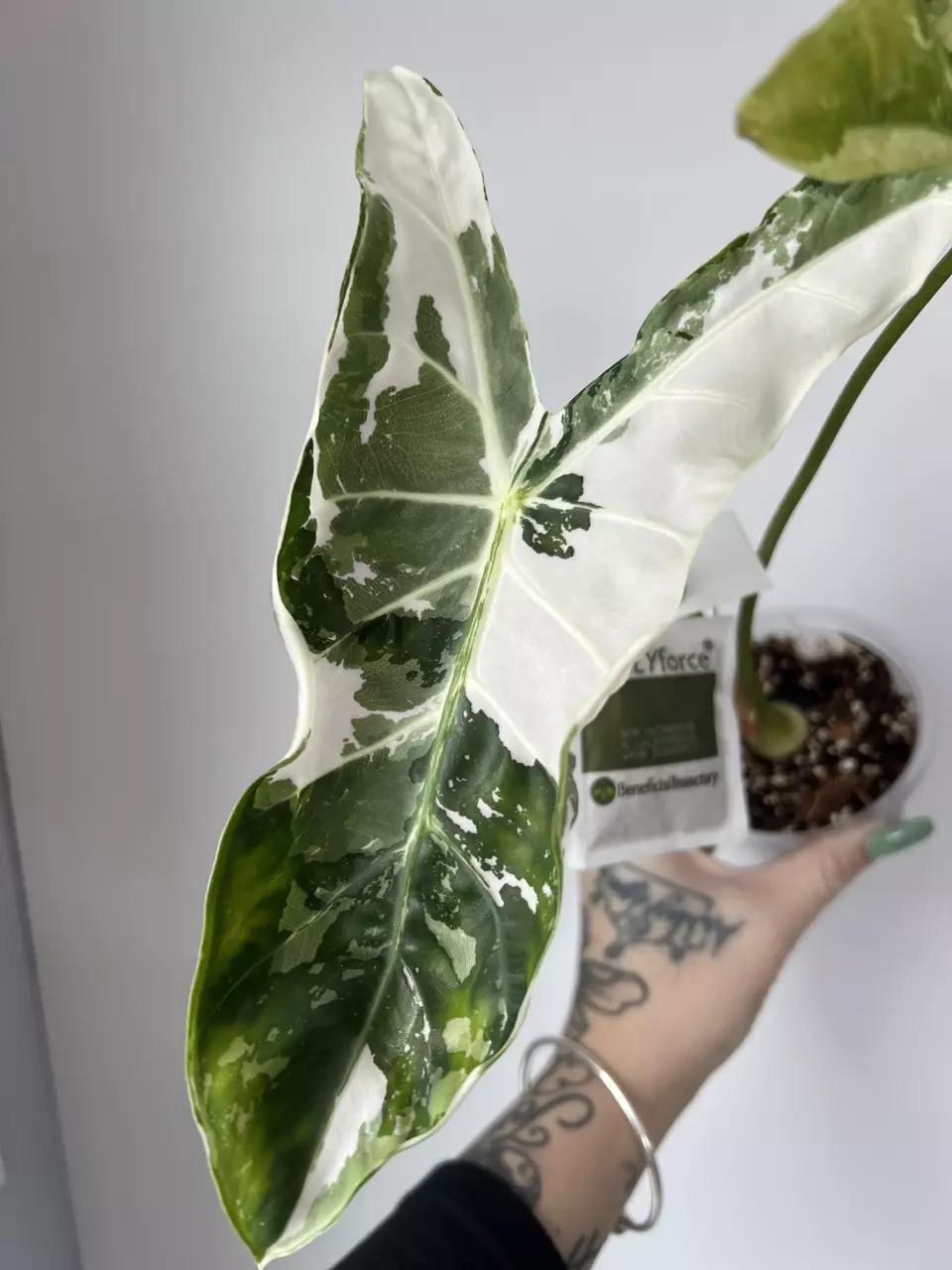 Alocasia Longiloba Pink Back Corms thumbnail