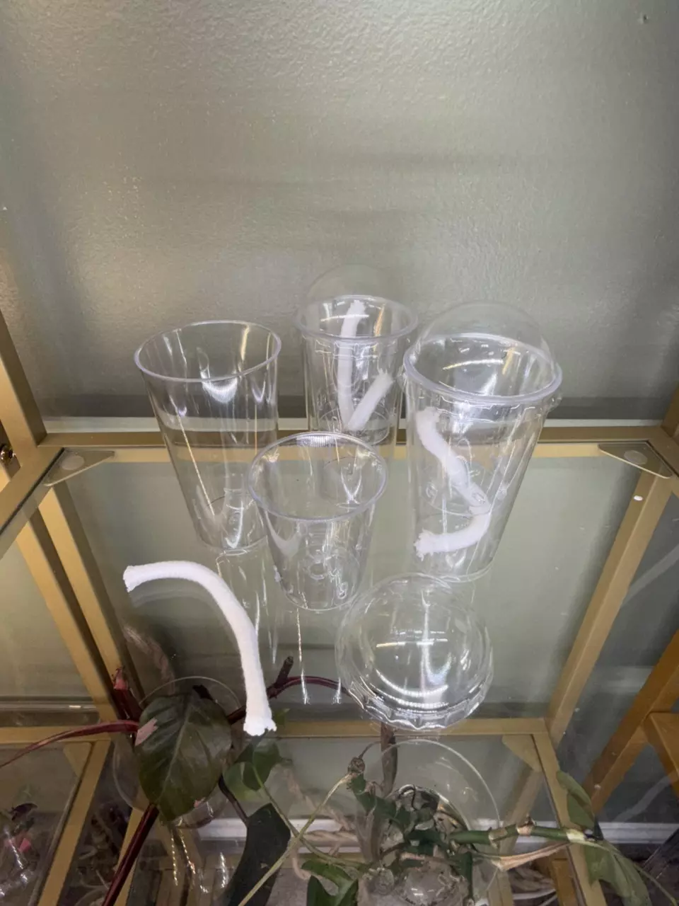 1016 TC / Corm Self-Watering Acclimation Cup w/ Dome thumbnail