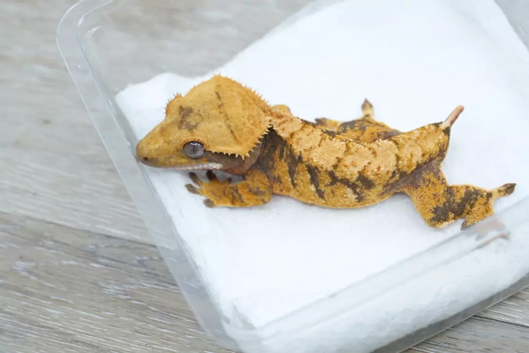 #119 13g Male Halloween thumbnail