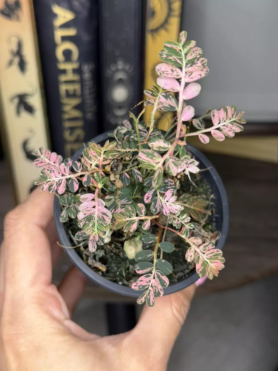 Phyllanthus Urinaria Pink thumbnail