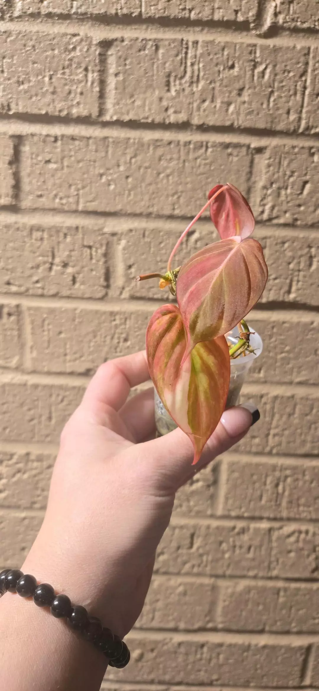 Variegated Micans thumbnail