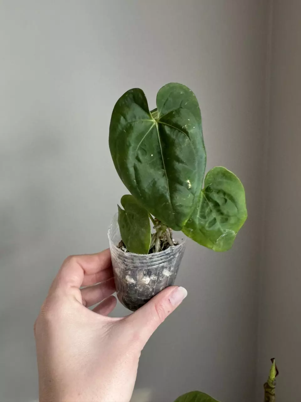 Anthurium Dark Phoenix x Open thumbnail