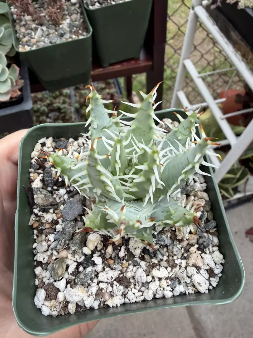 Aloe Erinacea SQ -Rare! thumbnail