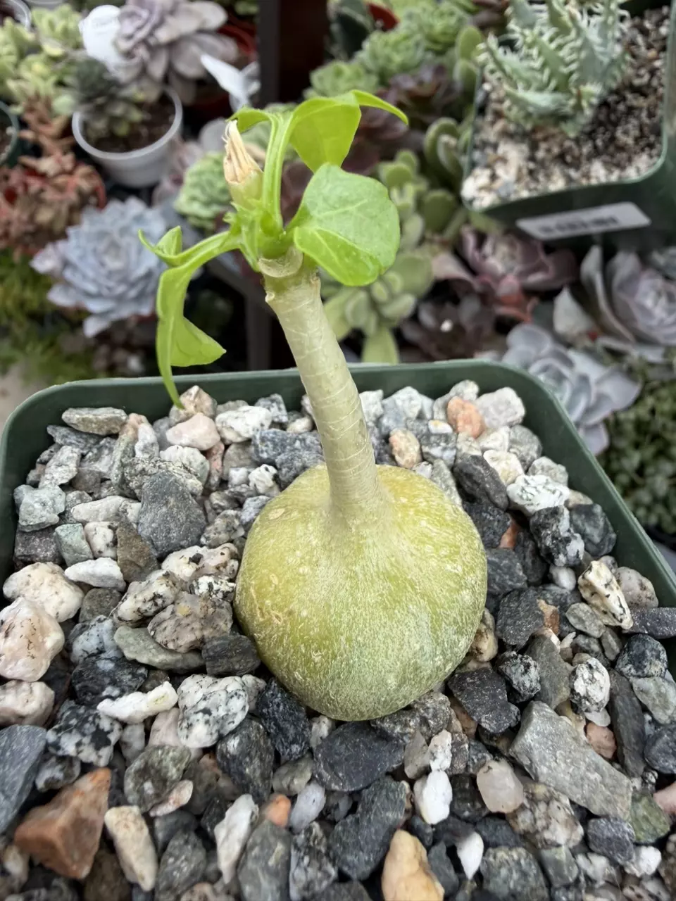 Gerrardanthus macrohrizus SQ thumbnail