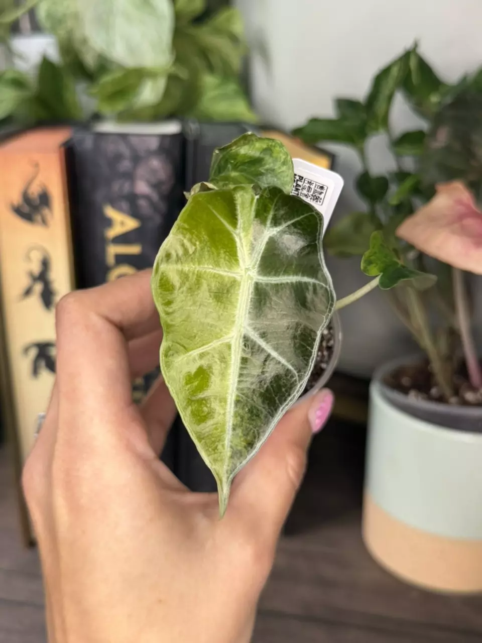 0077 Polly Aurea thumbnail