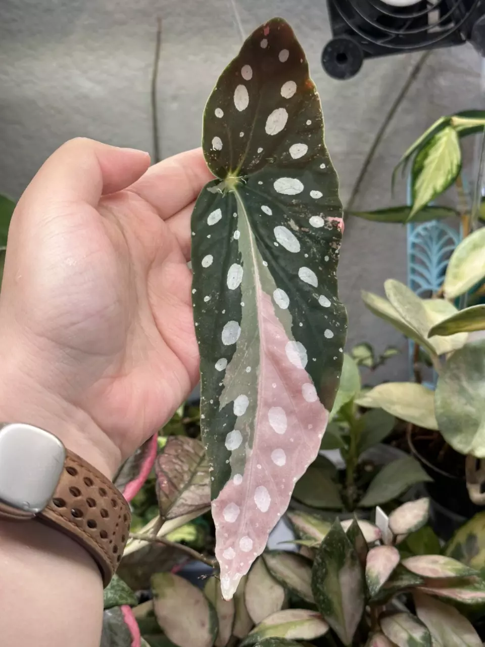 Fresh Mid cut Pink Maculata thumbnail