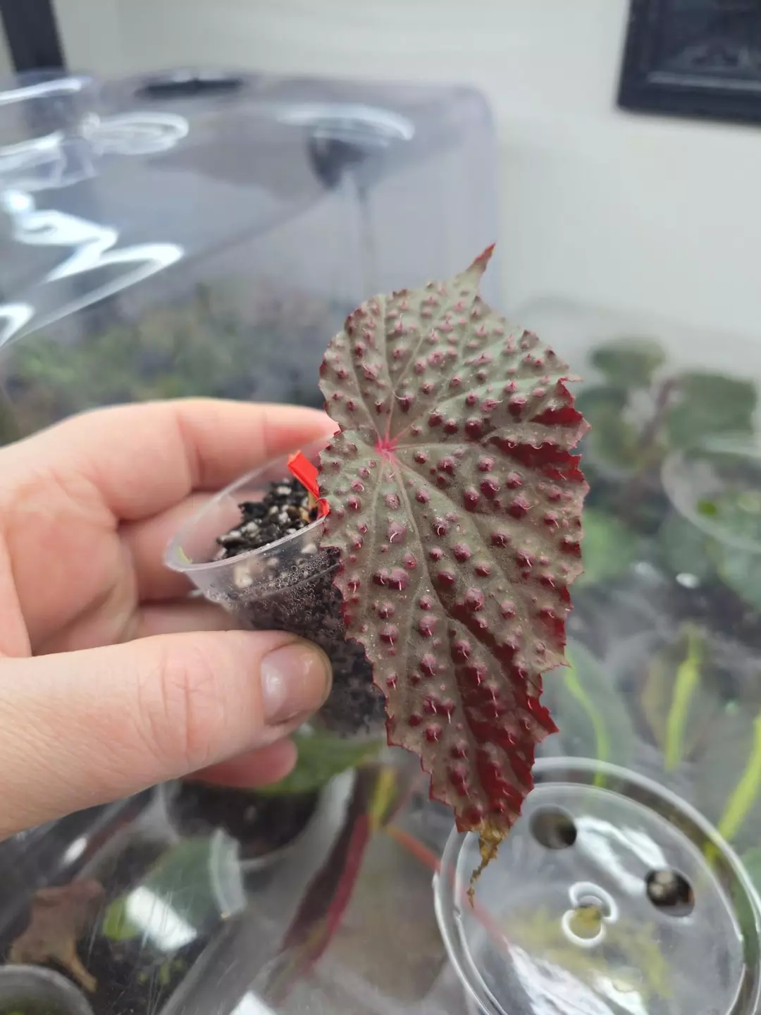 Begonia mystery bundle- guaranteed pink urchin, Botanicaz 96, Amp x Baik thumbnail