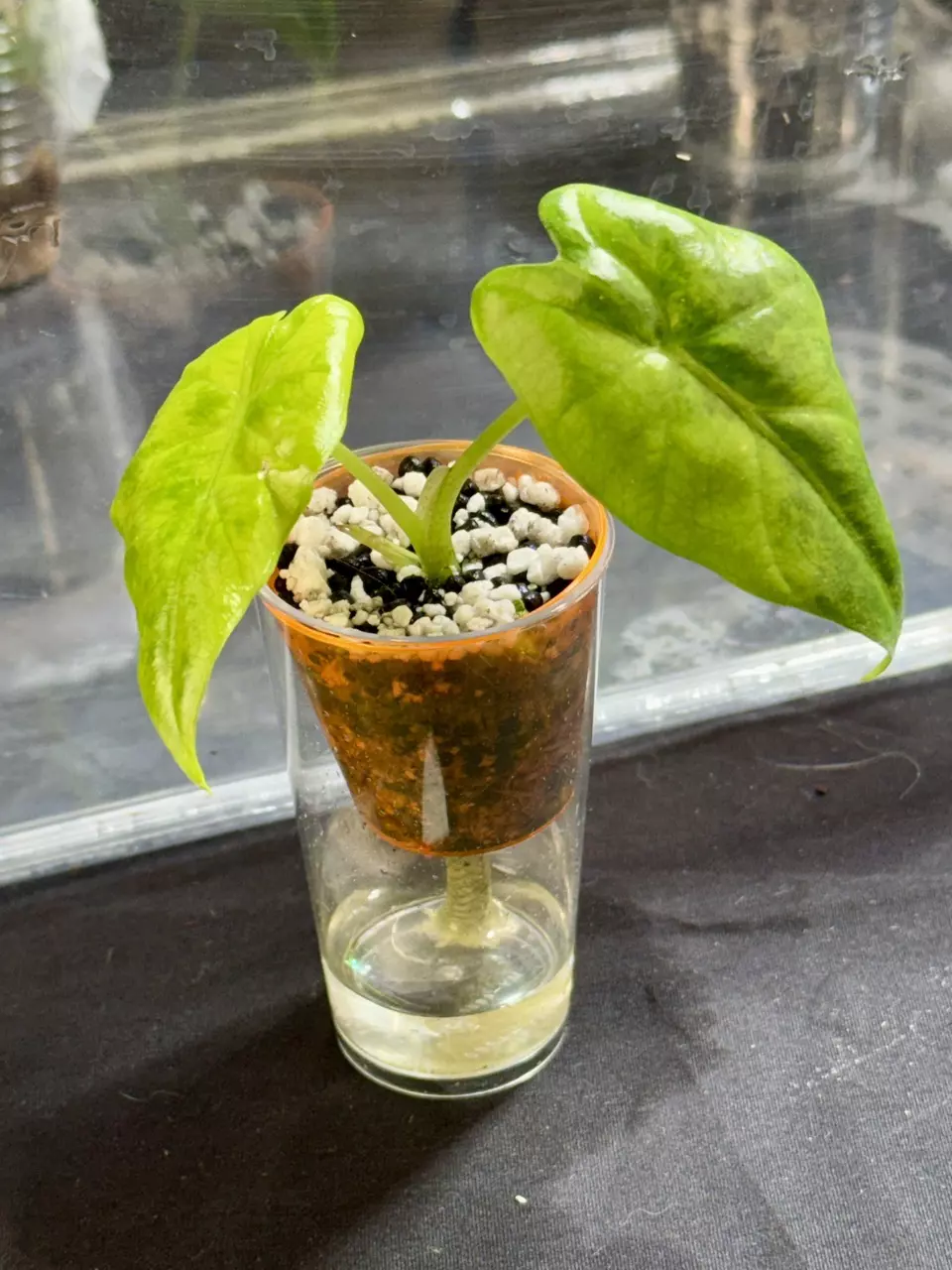 724 Green on Green Batik Alocasia thumbnail