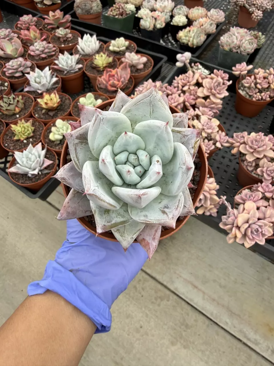 E. Mexican Giant 4" pot thumbnail