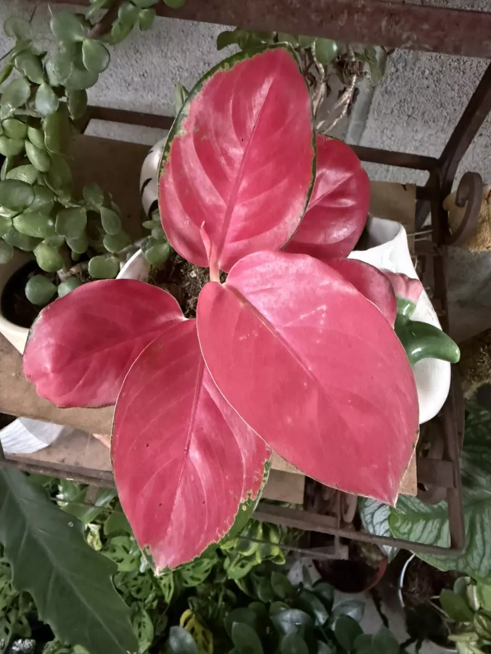 Aglaonema Chinese Evergreen- Lucky Red thumbnail
