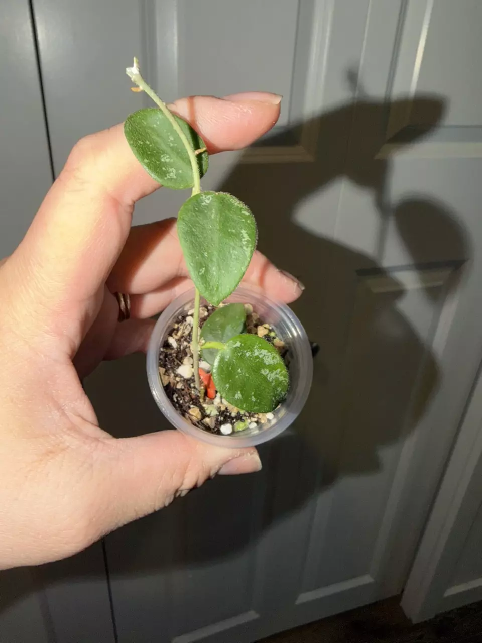 Hoya sp Yunnan China thumbnail