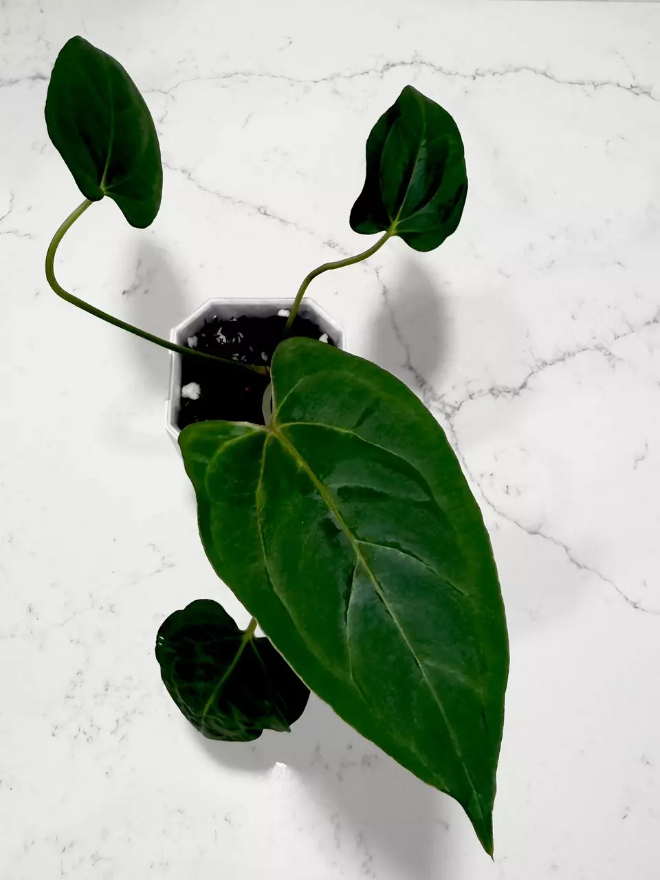 Blue papillilaminum x FSRL Anthurium Seedling from KartelDaun Acclimated Import thumbnail