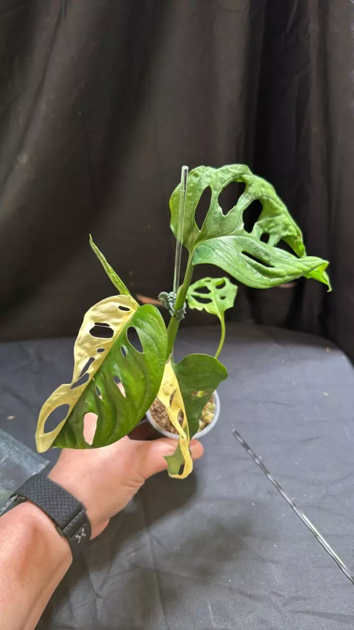 692 Albo Acuminata thumbnail