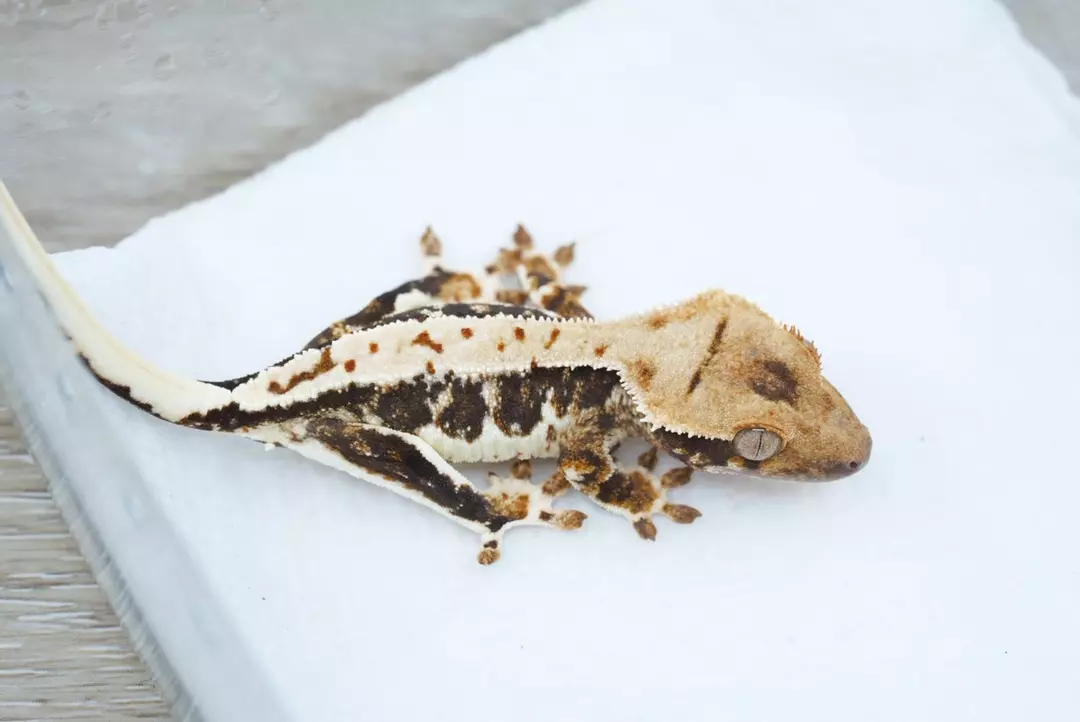 #125 4.5g male Lilly white 100% het axanthic thumbnail